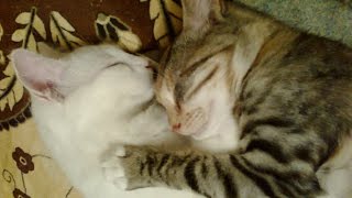 СЧАСТЛИВЧИКИ. КОШКИ, КОТОРЫМ СУЖДЕНО ЖИТЬ СЧАСТЛИВЧИКИ. КОШКИ, КОТОРЫМ СУЖДЕНО ЖИТЬ