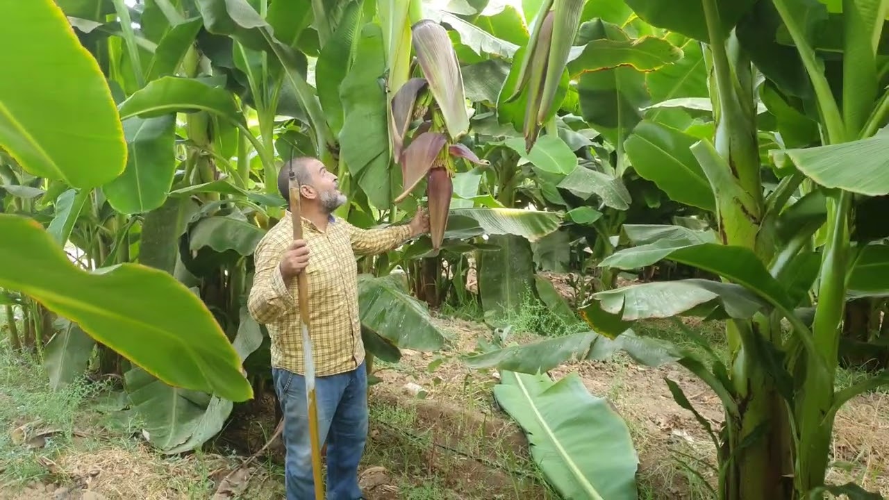 التسليك والتفتيح لسبائط الموز اثناء التزهير