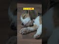 #song #dog #love #cute #doglove #dogs #funny