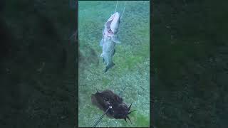 Labrax Catch&Cook #spearfishing