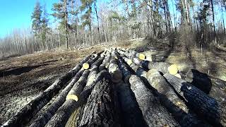 Logging white poplar for OSB mill, Husqvarna 365 aka ''rust bucket'' bucking wood on the pile.