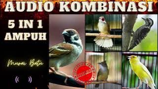 AUDIO MASTERAN KOMBINASI 5 IN 1 UNTUK BURUNG KICAU, MASTERAN MURAI KOMBINASI TERBAIK 2022