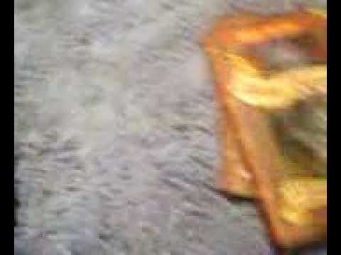 Обзор книг коты Воители Ппредназначение ( тайна Щербатой),Восход солнца