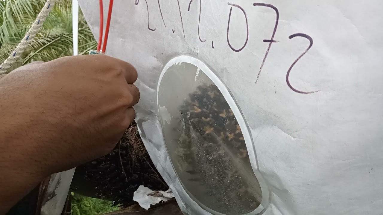 PENYERBUKAN SARI BUNGGA JANTAN KE BUNGGA BETINA ATAU POLINASI UNTUK BENIH UNGGUL.!!