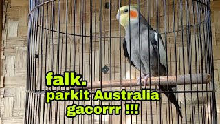 burung parkit Australia gacor