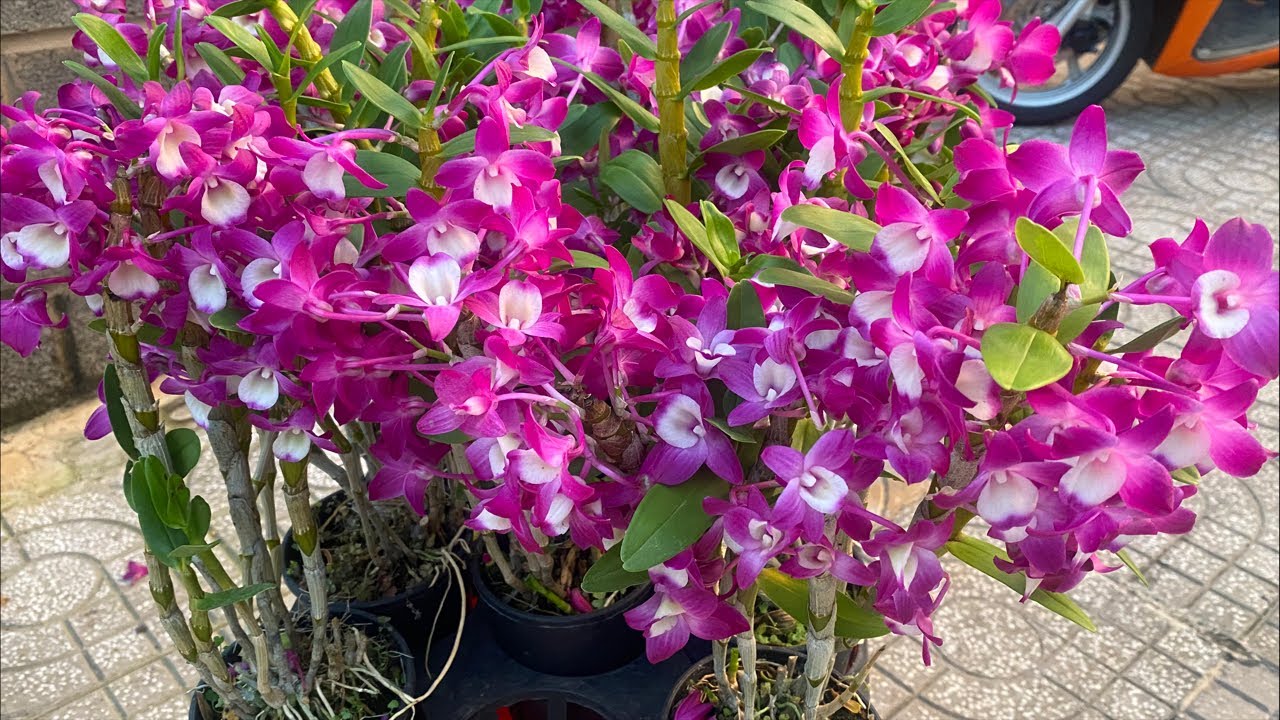 Nhiều hoa rực rỡ ace vào ngắm hoa ạ 0943.87.87.02