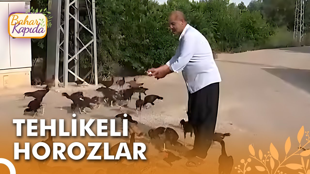 Meşhur Kozan Horoz Çiftliği | Bahar Kapıda