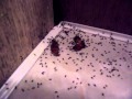 Very Small Ants In Bathroom