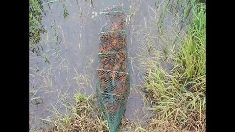 Thả Lồng Bát Quái Đánh bắt Tôm . Cua. Cá . Lươn. Trạch Hiệu Quả - LH 0982.510.555