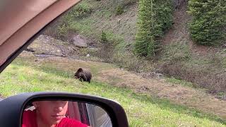 Grizzly on side of road. Continental divide, WY.