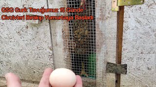 Gsg Gurk Tavuğumuz 15 Günde Civcivleri Bırakıp Yumurtaya Başladı