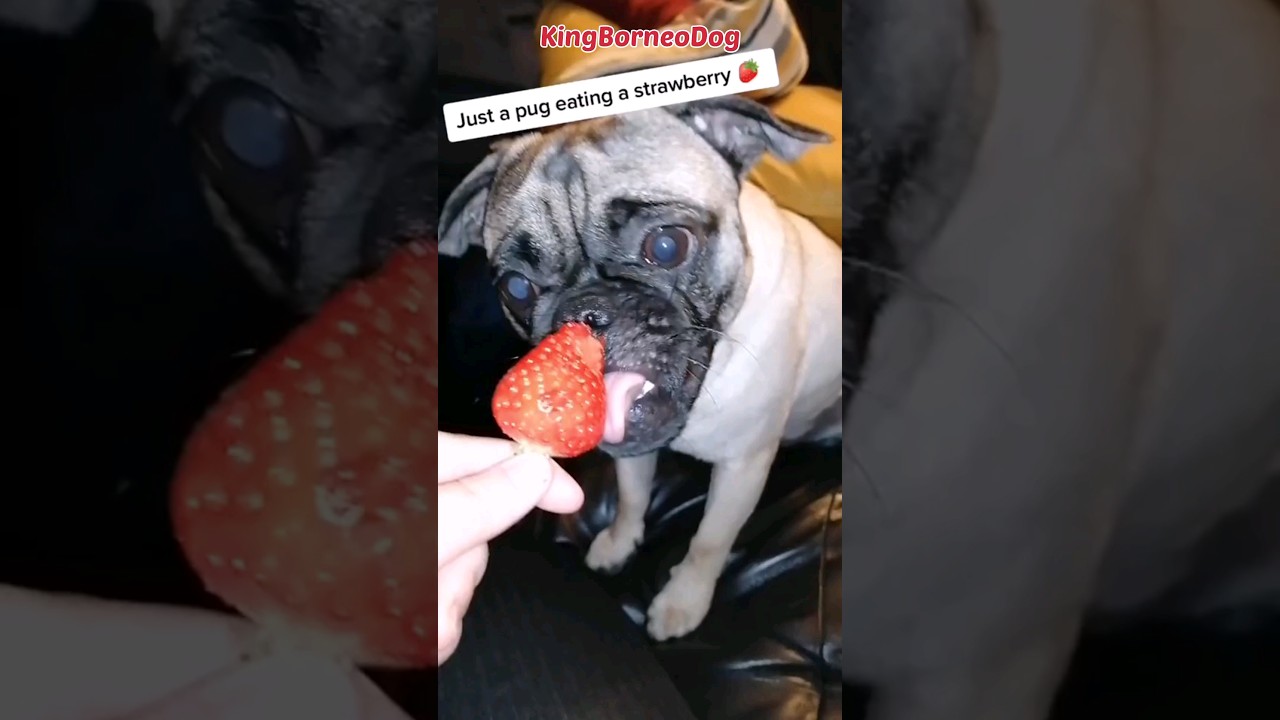 Pug ASMR eating strawberry 