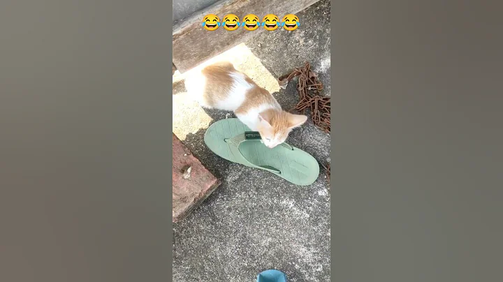 Watch the video about FUNNY PETS😂 #ytshorts #animal #funny #pets #comedy