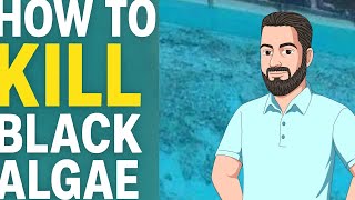 How to Kill Black Algae in Your Pool — Fast, Cheap, and Effective!