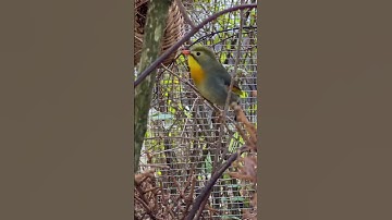 Thumbnail of Chinese Nightingale Sound | Pekin Robin Singing | Bird Song | Bird Sounds | Aviary Birds #birdsounds