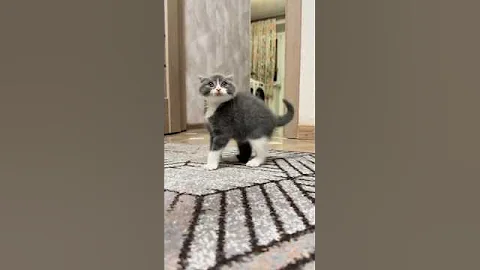 Video 11858681: cat kitten funnycats, fluffy cat, kitten dance, cute cat, funny cat