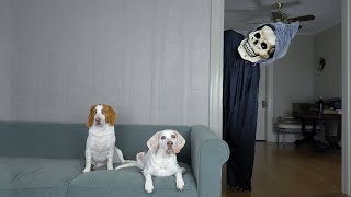 Dogs Chase Giant Grim Reaper Out of the House! Funny Dogs Maymo & Potpie vs Skeleton Prank Surprise