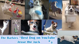 Best Dog On YouTube Just Jesse the Jack