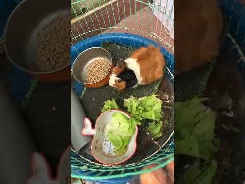 Video: Tôi có thể giữ Guinea Guinea (Cavy) ngoài trời không?