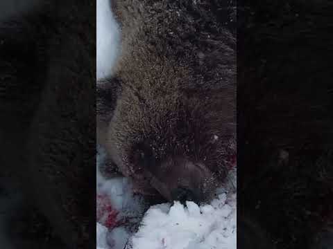 Медведь напал на охотников