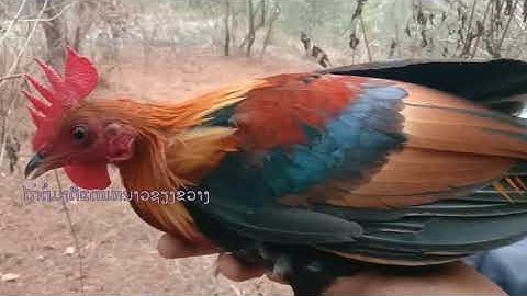 Cuab qaib qus tuaj zoo kawg lis nawb ຕໍ່ໄກ່ປ່າມາແລ້ວ2026