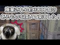 もったいないほど廃棄されるあるもの！動物達も大好物で大喜びでした♫