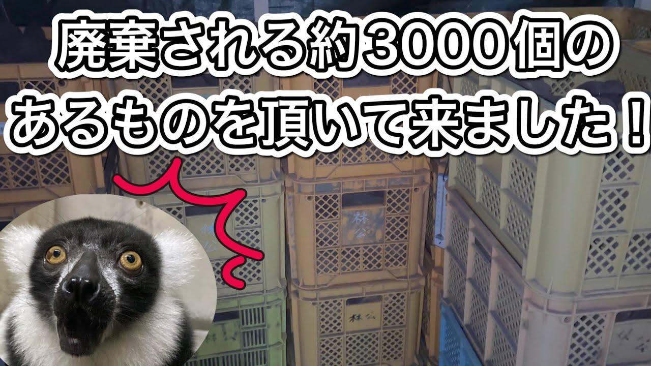 もったいないほど廃棄されるあるもの！動物達も大好物で大喜びでした♫
