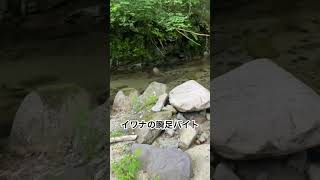 【天然イワナ】瞬足のバイト