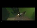 Glow Sweet Lies Official Video Glow Sweet Lies Official Video