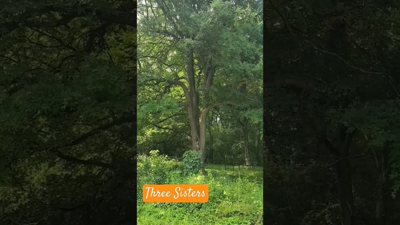 Cedar Elm, a Native Texas Tree 