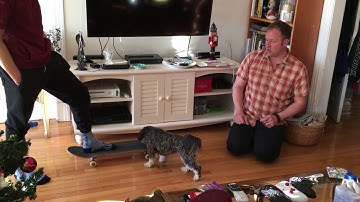 Using Counterconditioning to Help Marley with Her Fear of Skateboards