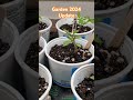 Leap Year!! Garden Update #garden #blessed #peppers #tomato #greenhouse #homestead #homesteading