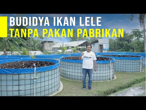 Cara Budidaya Lele Yang Baik  Mulai dari Pembibitan Pembesaran Dan Pembuatan Pakan Lele