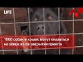 1000 собак и кошек могут оказаться на улице из-за закрытия приюта