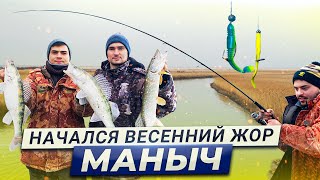 Как поймать щуку,судака, окуня весной? Хищник на Маныче 2021