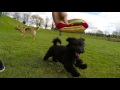 Doobie the Hungarian Puli dog at the Park の動画、YouTube動画。