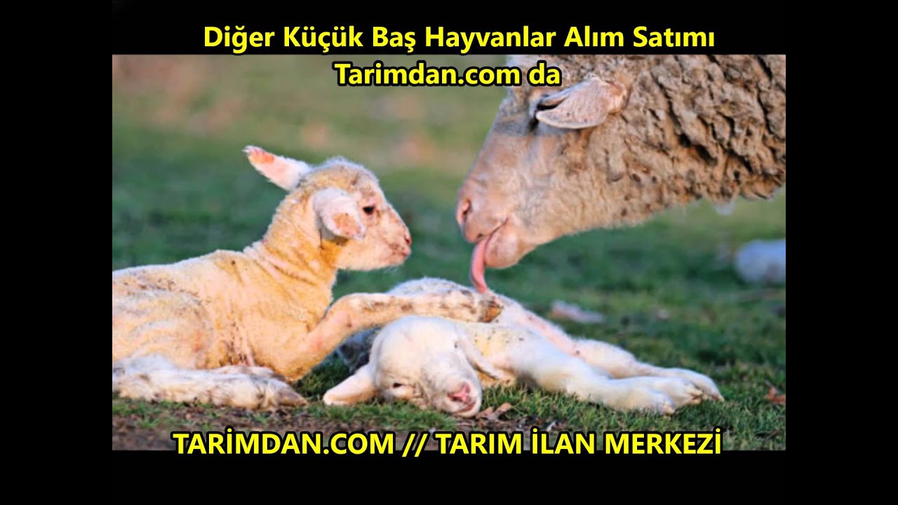 овечка рожает