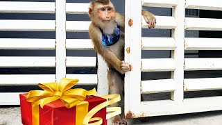 Monkey Lyly was embarrassed and did not dare to receive gifts because she was not wearing a dress