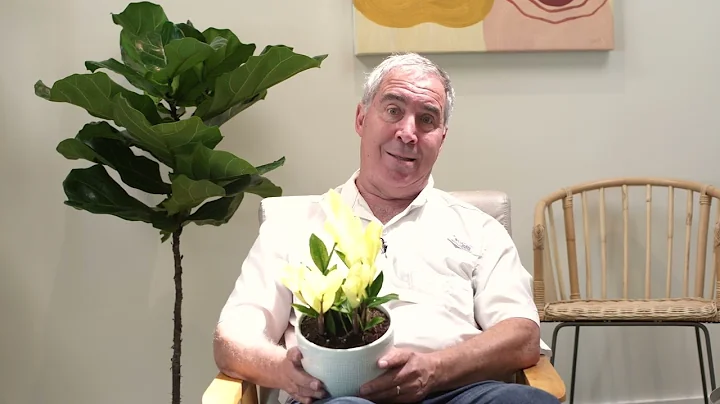 Plant Hunter Stories - Zamioculcas Chameleon | Costa Farms Trending Tropicals