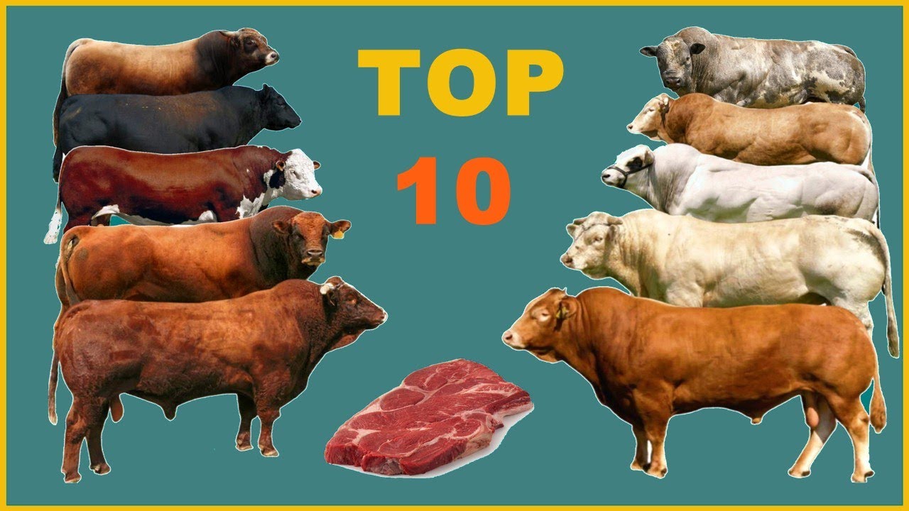 أفضل 10 سلالات أبقار لإنتاج اللحم في العالم: عجول التسمين اكتشفها الآن!