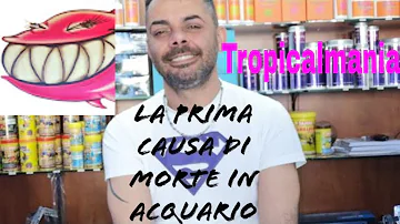 Quanto è lunga la vita di un pesce?