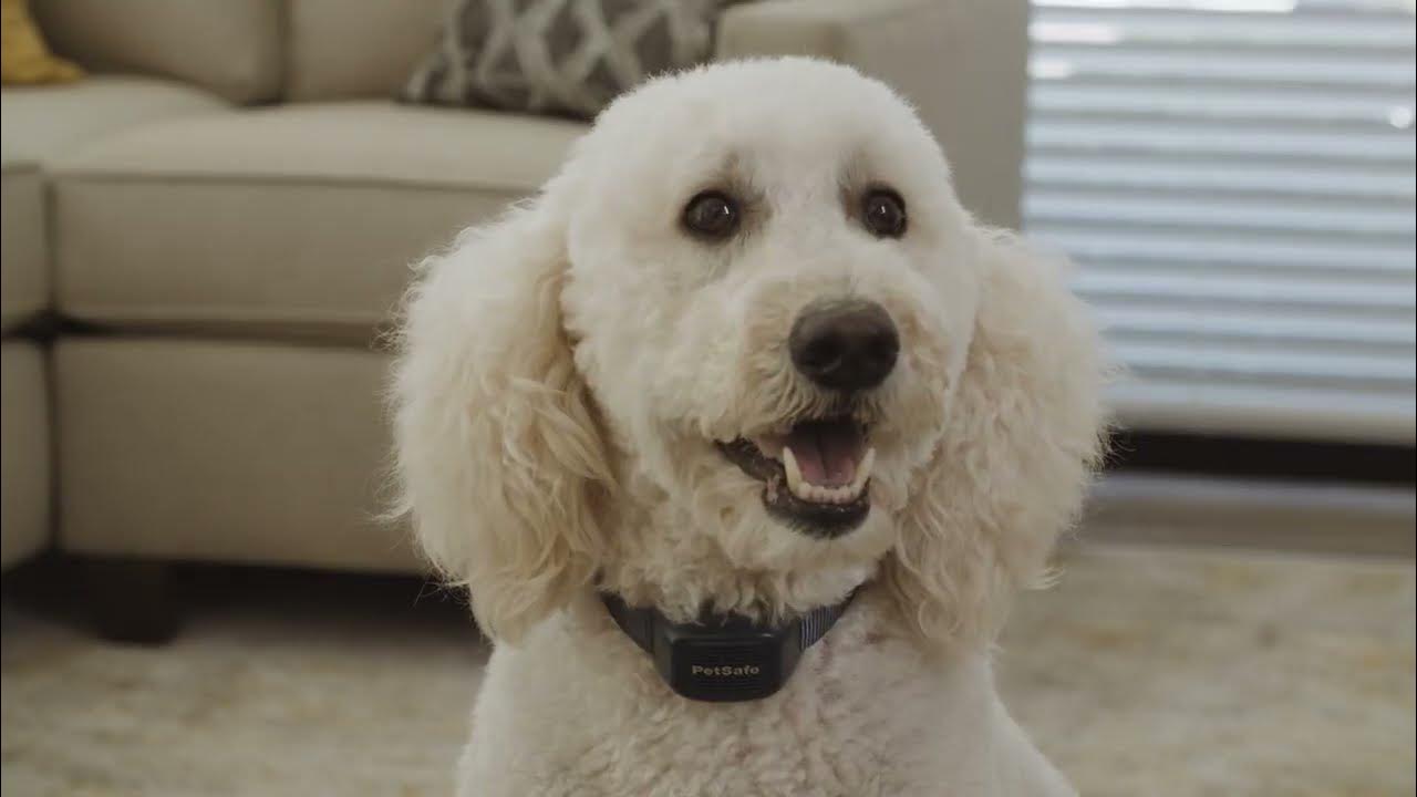 How to Change the Strap on the PetSafe® Audible Bark Collar YouTube