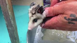 Bath time for baby opossums