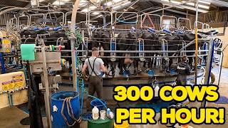 Spend A Day On A 500 Cow Dairy Farm!