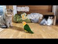大好きな遊びを封じられたら、こうなりました。覚醒するシロハラインコおーちゃん