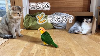 大好きな遊びを封じられたら、こうなりました。覚醒するシロハラインコおーちゃん