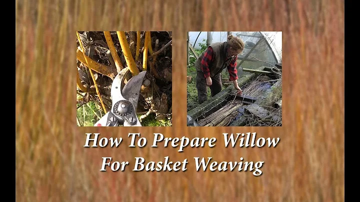 How to prepare willow for basket weaving