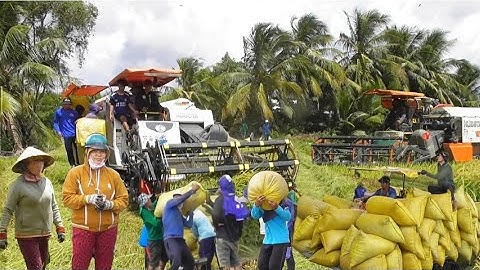 máy cắt mới mua 250tr cắt lúa nhật công tấn giá lúa bán được 7200₫K tập48 # maibangtv 