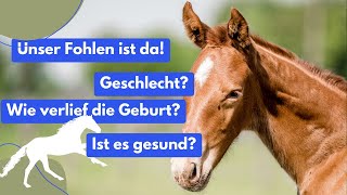 Welches Geschlecht? Bei der Geburt helfen?  - Erste Infos & Videos #pferdezucht #fohlen