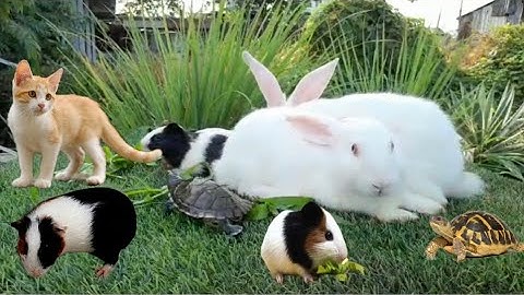 Vịt Con Cá Cảnh, Bắt Các Con Vật Dễ Thương, Mèo Dễ Thương, Rùa, Cá Vàng, Cua, Ốc, Koi, Cá Trê #2